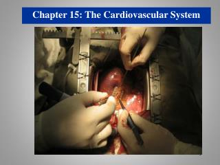 Chapter 15: The Cardiovascular System