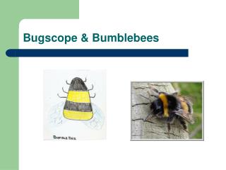 Bugscope &amp; Bumblebees