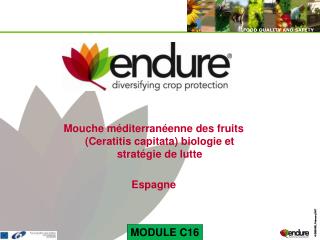 Mouche méditerranéenne des fruits (Ceratitis capitata) biologie et stratégie de lutte Espagne