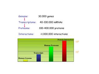 Genome: 30.000 genes Transcriptome: 40-100.000 mRNAs Proteome: 100-400.000 proteins