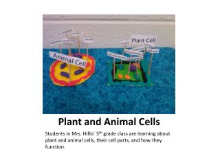 Plant and Animal Cells