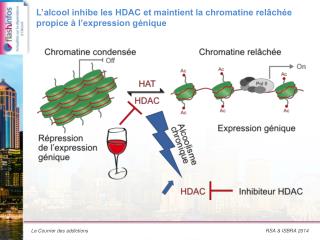 L’alcool inhibe les HDAC et maintient la chromatine relâchée propice à l’expression génique