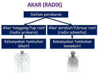 AKAR (RADIX)