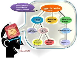 LIGAMIENTO