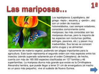 Las mariposas…