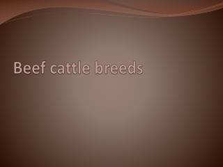 Beef cattle breeds