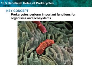KEY CONCEPT Prokaryotes perform important functions for organisms and ecosystems.