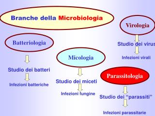 Branche della Microbiologia