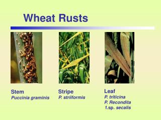 Wheat Rusts