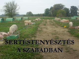 SERTÉSTENYÉSZTÉS A SZABADBAN