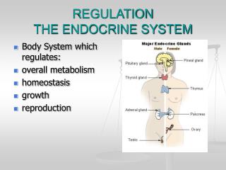 REGULATION THE ENDOCRINE SYSTEM