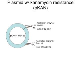 Plasmid w/ kanamycin resistance (pKAN)