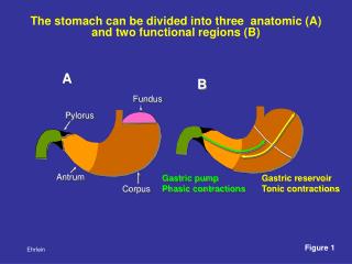 The stomach can be divided into three anatomic (A) and two functional regions (B)