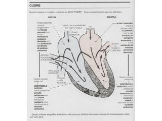 Le 4 fasi principali del ciclo cardiaco