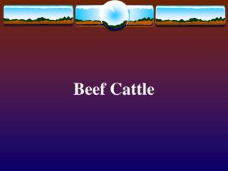 Beef Cattle