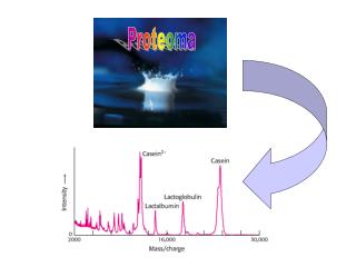 Proteoma