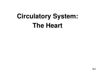 Circulatory System: The Heart