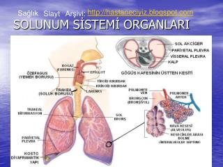 SOLUNUM SİSTEMİ ORGANLARI