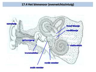 oorschelp