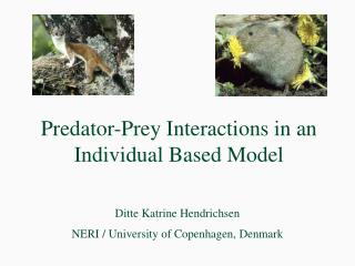 Predator-Prey Interactions in an Individual Based Model