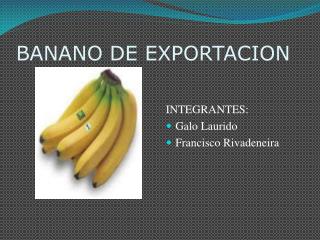 BANANO DE EXPORTACION