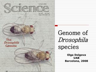 Genome of Drosophila species