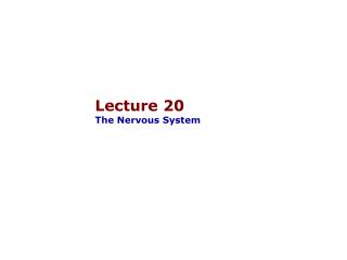 Lecture 20 The Nervous System