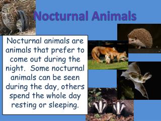 Nocturnal Animals