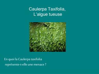 Caulerpa Taxifolia, L’algue tueuse