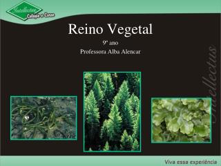 Reino Vegetal 9º ano Professora Alba Alencar