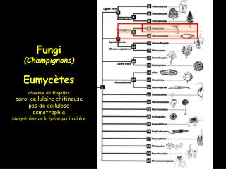 Fungi (Champignons) Eumycètes absence de flagelles paroi cellulaire chitineuse pas de cellulose