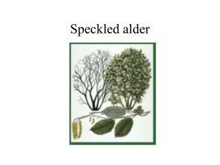 Speckled alder