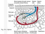 Fig. 19.1. Spleen.