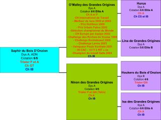 Saphir du Bois D’Onzion Dys A, ADN Cotation 6/6 Trialer P et A Ch GT Ch IB