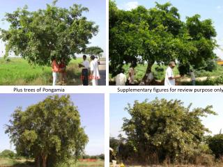 Plus trees of Pongamia