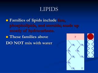 LIPIDS