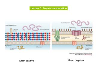 Gram positive