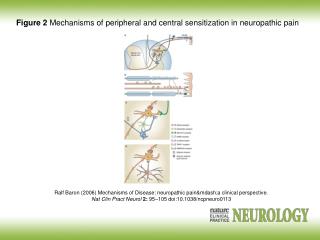 Ralf Baron (2006) Mechanisms of Disease: neuropathic pain&amp;mdash;a clinical perspective.