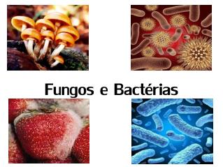 Fungos e Bactérias