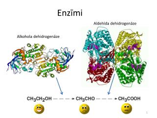 Enzīmi