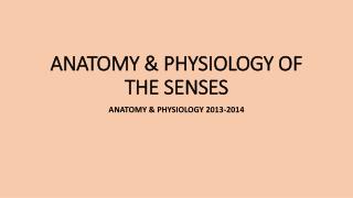 ANATOMY &amp; PHYSIOLOGY OF THE SENSES