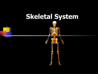 Skeletal System