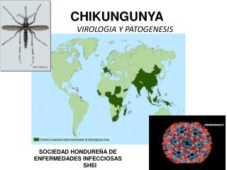 CHIKUNGUNYA VIROLOGIA Y PATOGENESIS