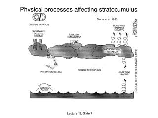 Physical processes affecting stratocumulus