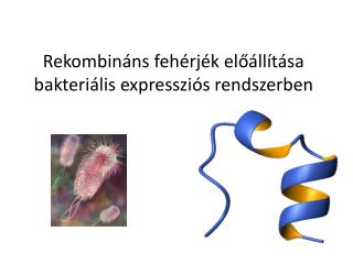 Rekombináns fehérjék előállítása bakteriális expressziós rendszerben