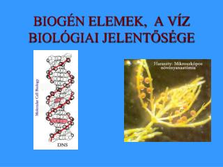 BIOGÉN ELEMEK, A VÍZ BIOLÓGIAI JELENTŐSÉGE