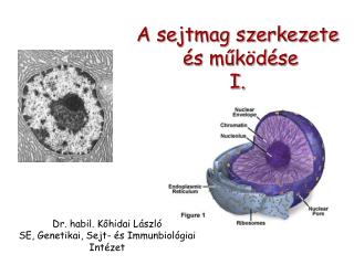 A sejtmag szerkezete és működése I.