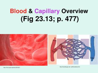 Blood &amp; Capillary Overview (Fig 23.13; p. 477)