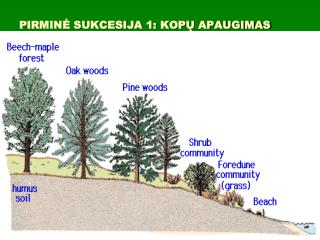 PIRMINĖ SUKCESIJA 1: KOP Ų APAUGIMAS