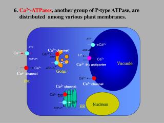 6. Ca 2+ -ATPases , another group of P-type ATPase, are